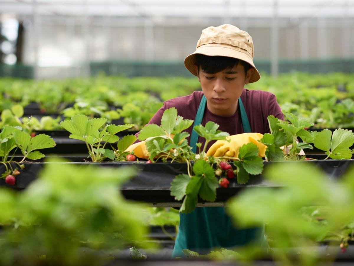 Jóvenes, Agricultura Colombiana, agro colombiano, agricultura colombiana, jóvenes colombianos, jóvenes en acción, jovenes campesinos, jóvenes agricultores, heincke group, agricultura sostenible