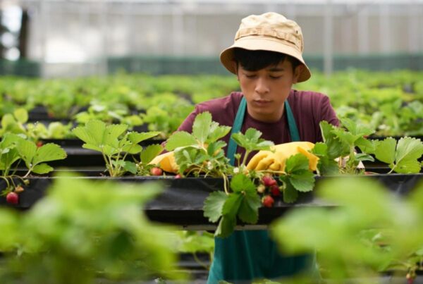 Jóvenes, Agricultura Colombiana, agro colombiano, agricultura colombiana, jóvenes colombianos, jóvenes en acción, jovenes campesinos, jóvenes agricultores, heincke group, agricultura sostenible